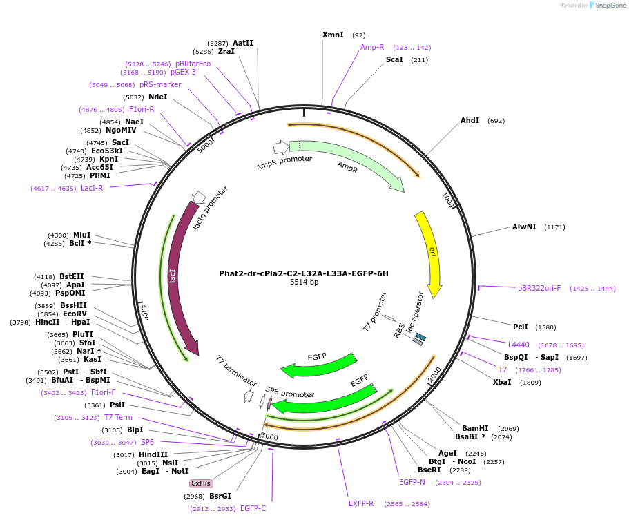 187183-plasmid-map-sequence-id-368508