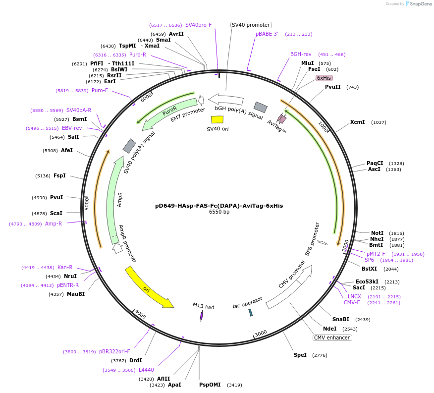 156541-plasmid-map-sequence-id-368509