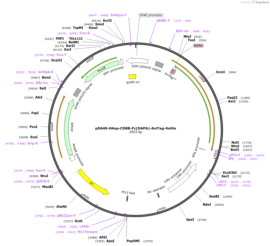 156542-plasmid-map-sequence-id-368510
