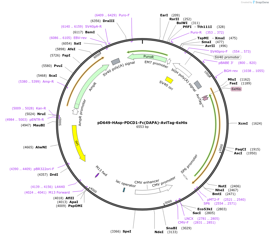 156543-plasmid-map-sequence-id-368511