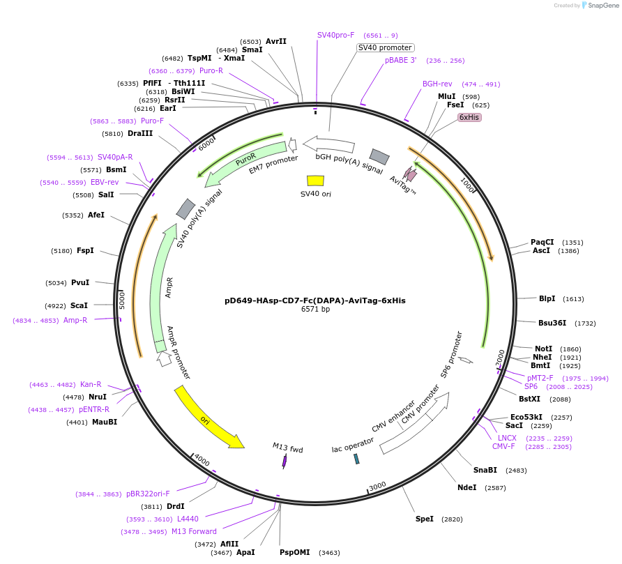 156547-plasmid-map-sequence-id-368522
