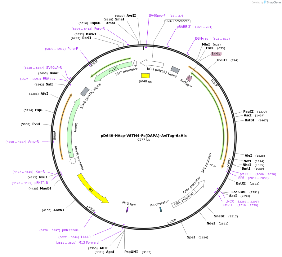 156552-plasmid-map-sequence-id-368526