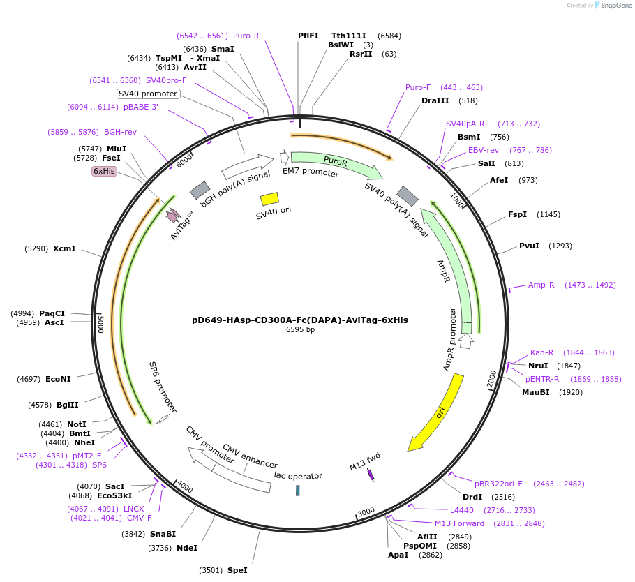 156558-plasmid-map-sequence-id-368531
