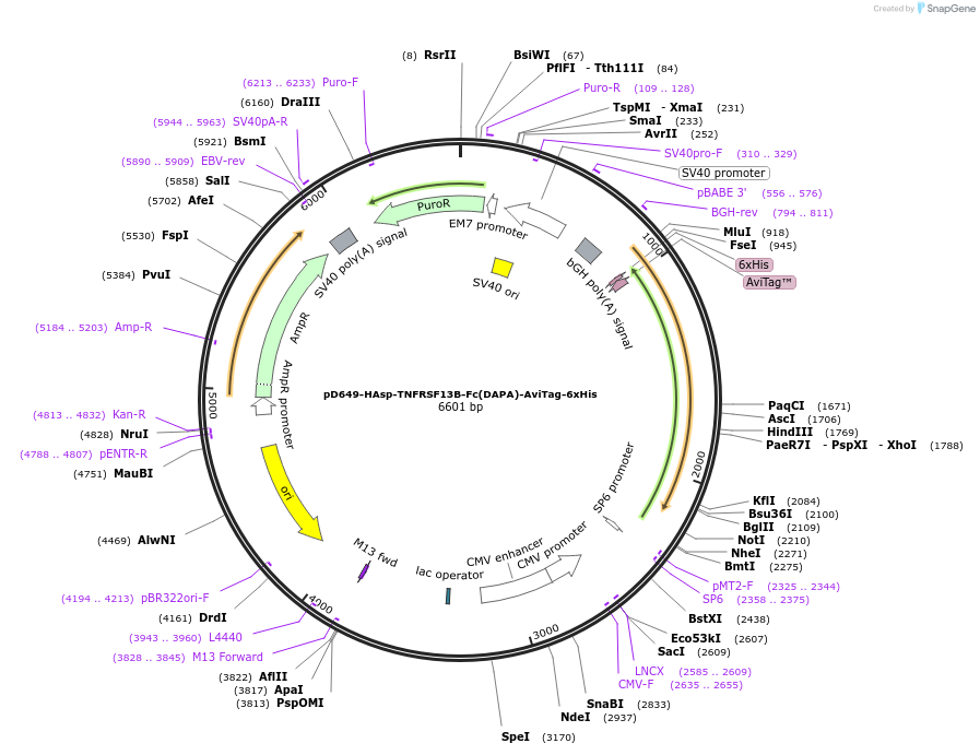 156561-plasmid-map-sequence-id-368535