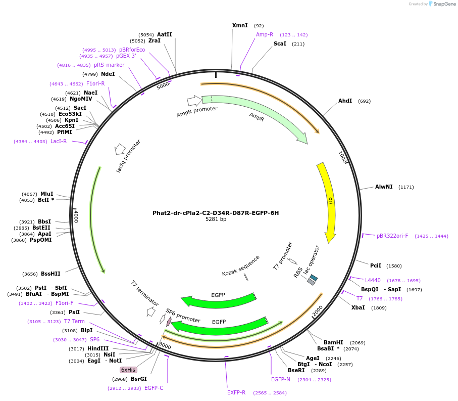 187188-plasmid-map-sequence-id-368537