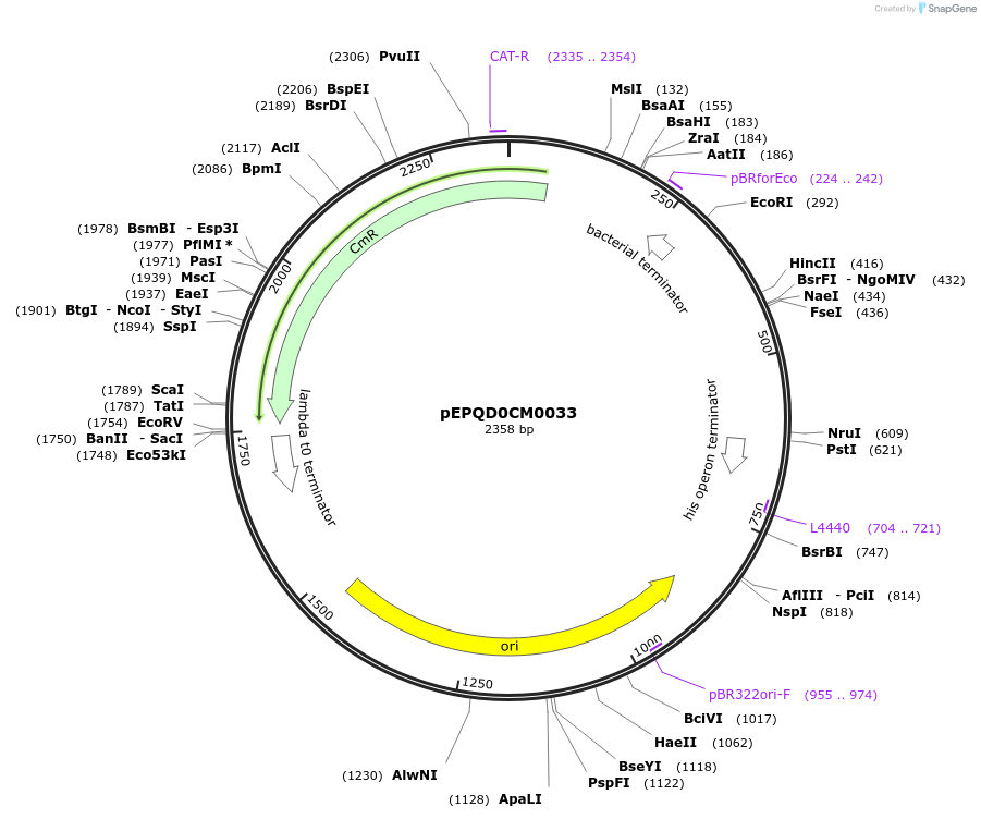 185624-plasmid-map-sequence-id-368551