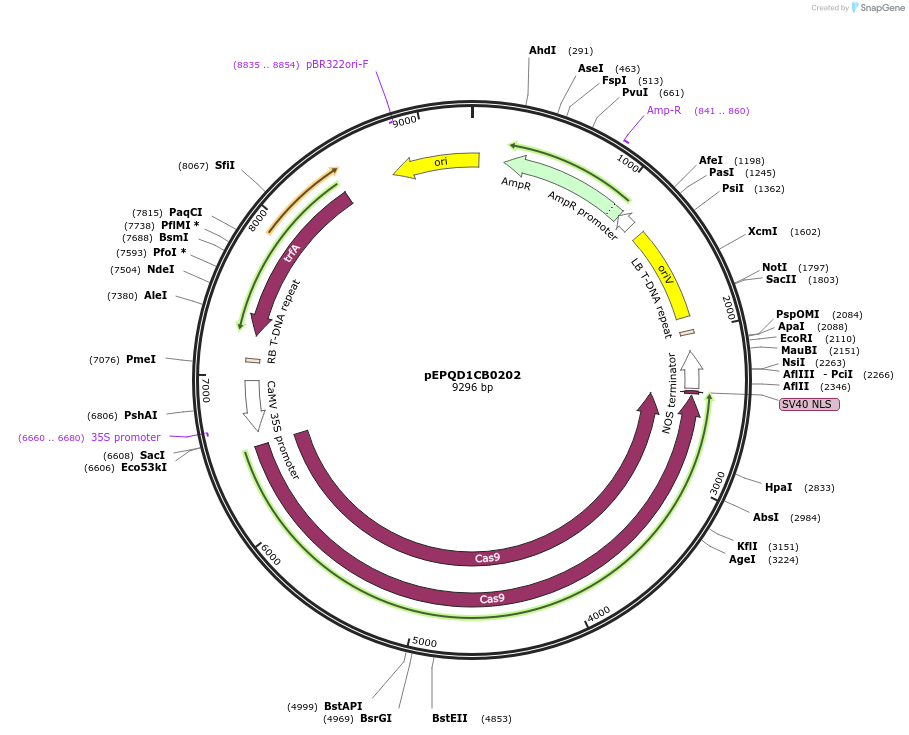 185626-plasmid-map-sequence-id-368553