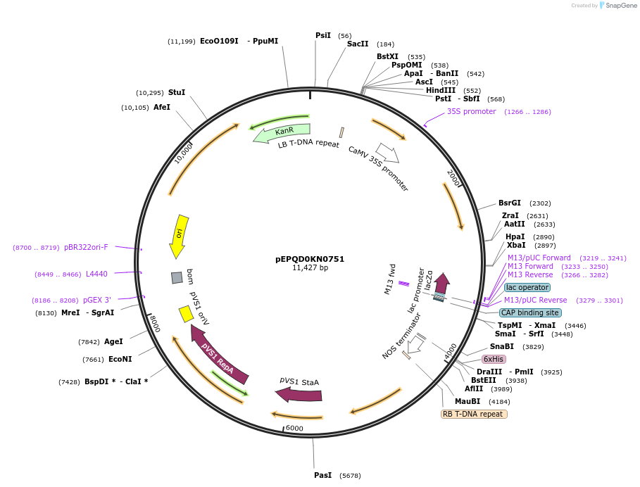 185628-plasmid-map-sequence-id-368556