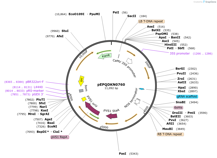 185629-plasmid-map-sequence-id-368559