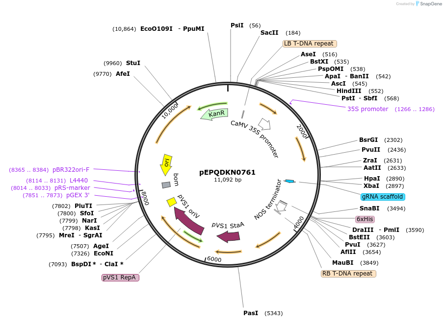 185630-plasmid-map-sequence-id-368586
