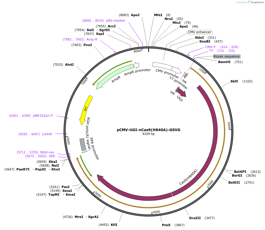 187411-plasmid-map-sequence-id-368591