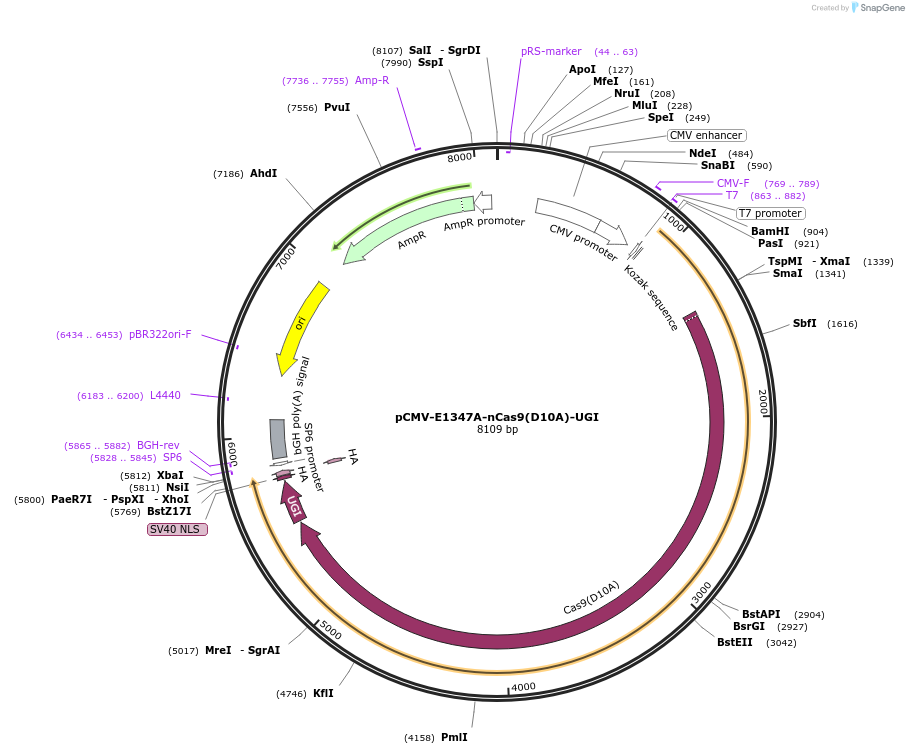187410-plasmid-map-sequence-id-368592
