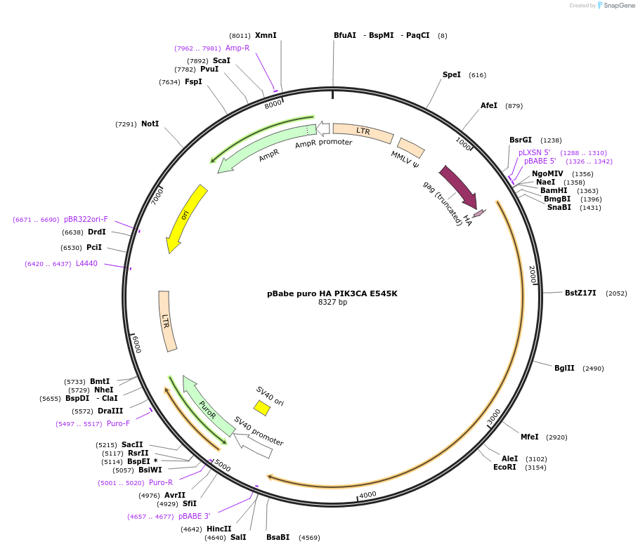 12525-plasmid-map-sequence-id-368594