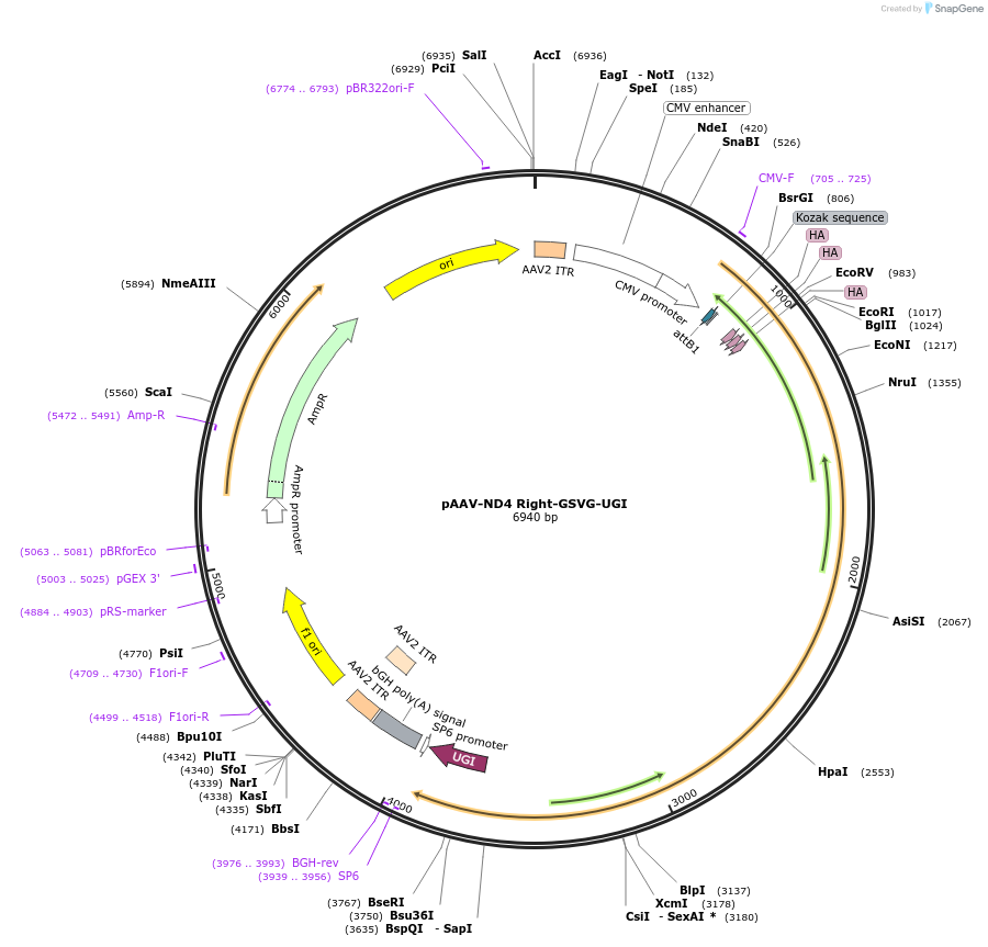 187414-plasmid-map-sequence-id-368595