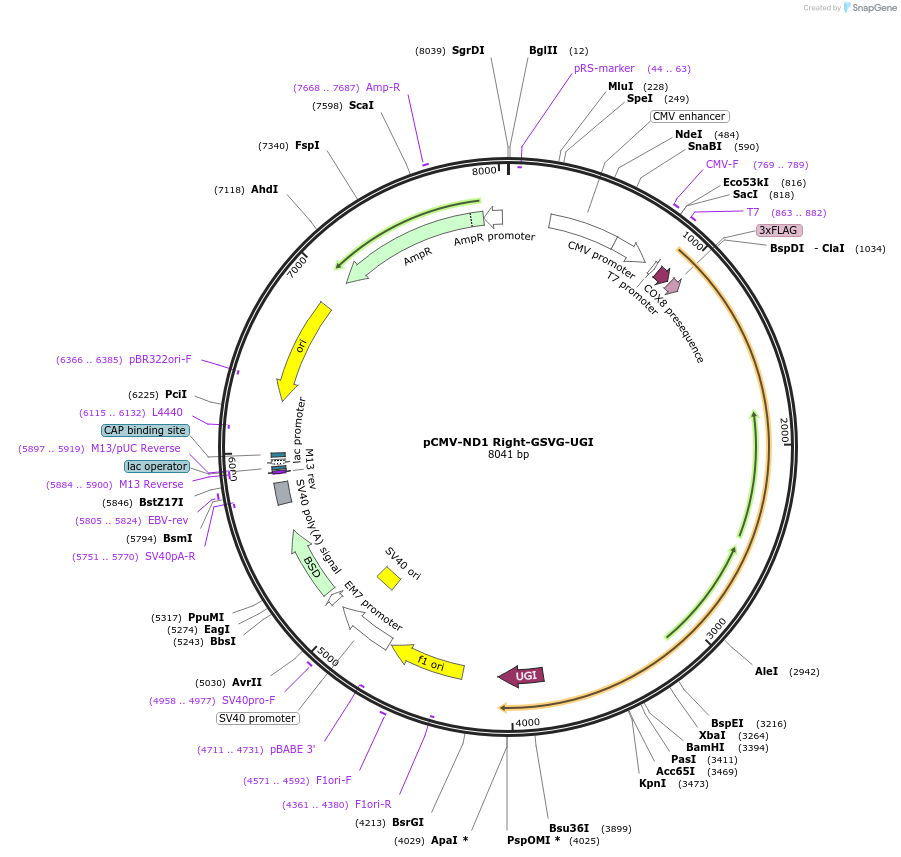 187413-plasmid-map-sequence-id-368596