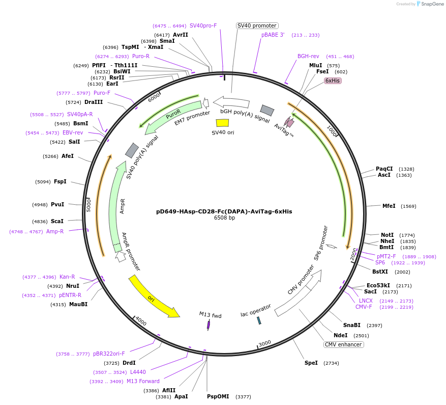 156525-plasmid-map-sequence-id-368599
