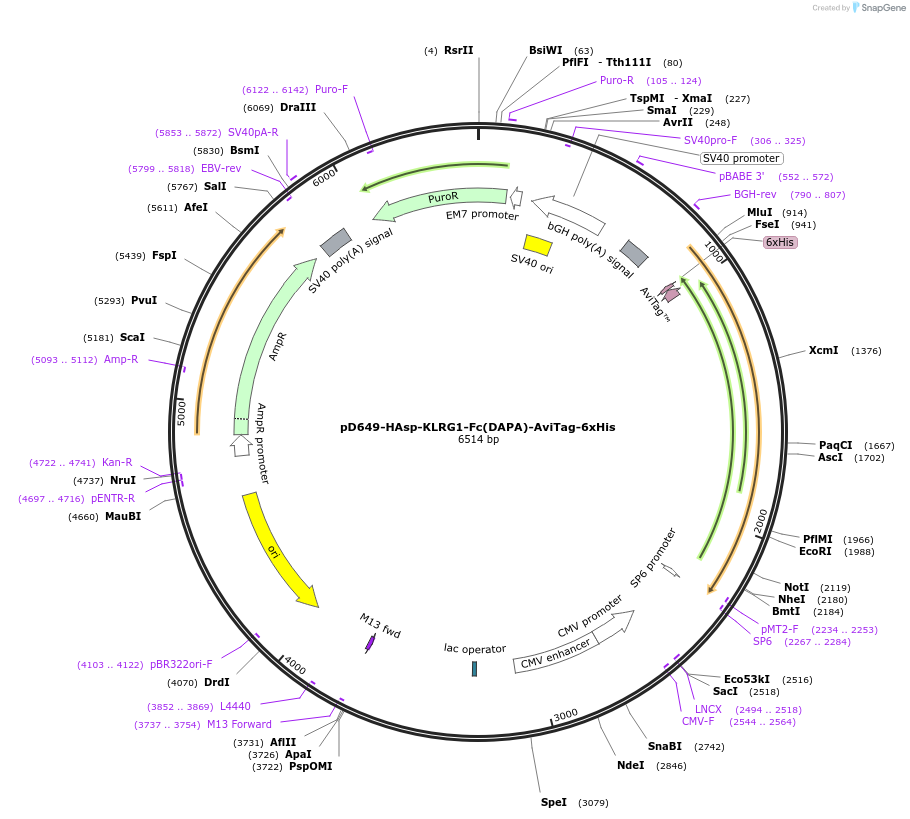 156526-plasmid-map-sequence-id-368600