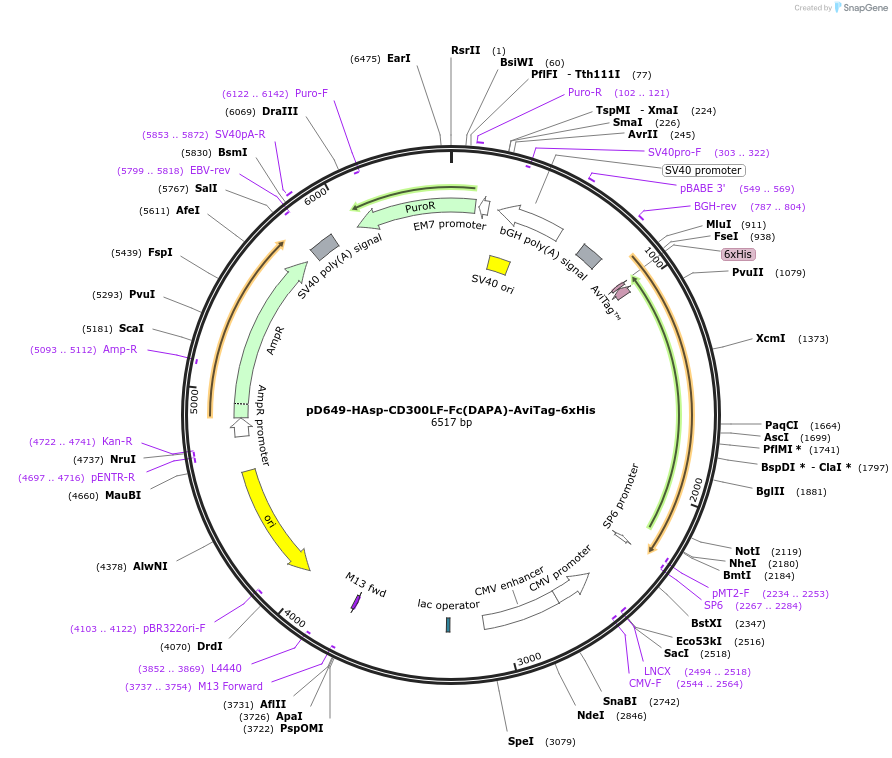 156527-plasmid-map-sequence-id-368601