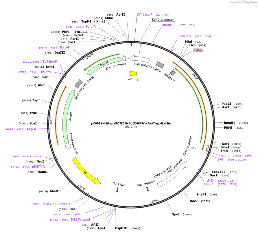 156529-plasmid-map-sequence-id-368603