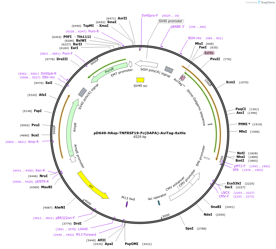 156533-plasmid-map-sequence-id-368608