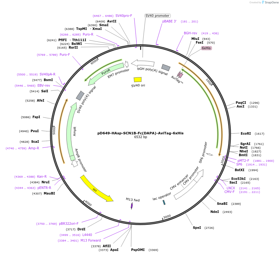 156534-plasmid-map-sequence-id-368609