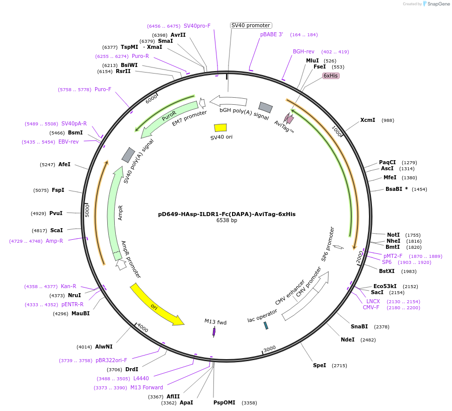 156537-plasmid-map-sequence-id-368611