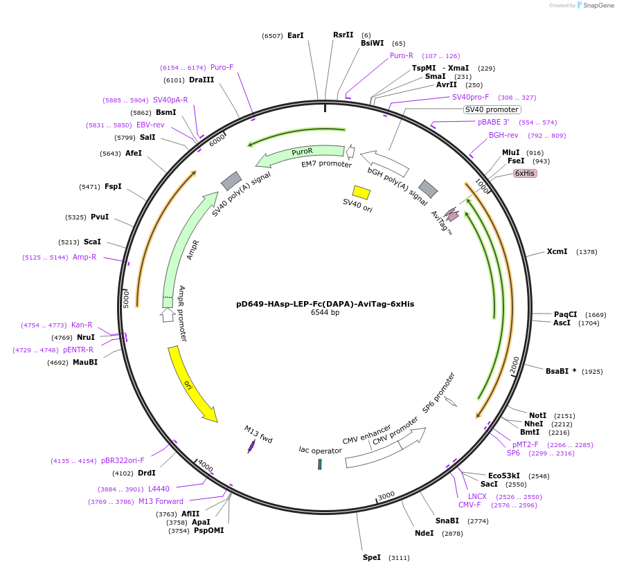 156538-plasmid-map-sequence-id-368612
