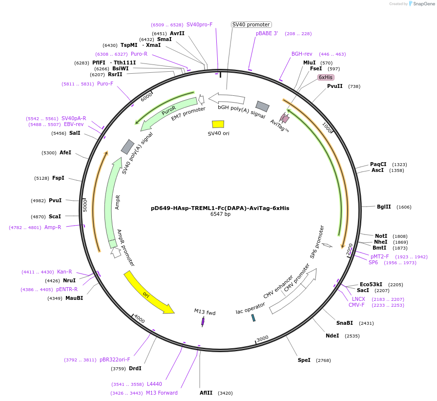 156540-plasmid-map-sequence-id-368613