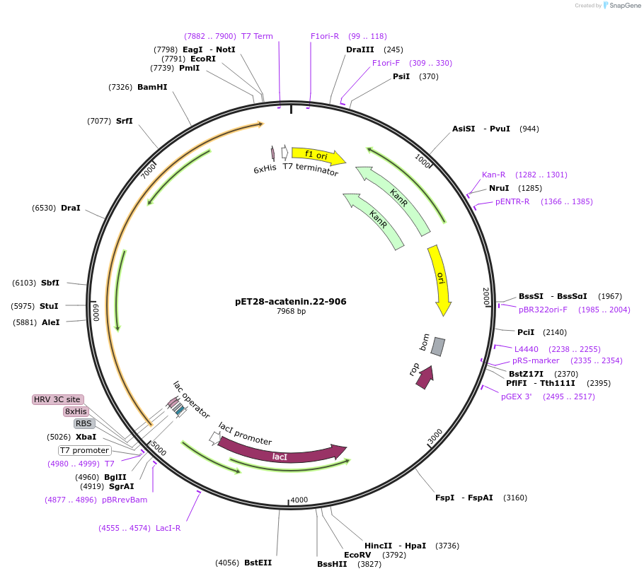 186460-plasmid-map-sequence-id-368614