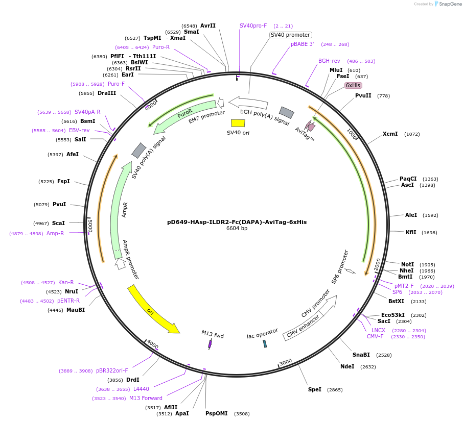 156562-plasmid-map-sequence-id-368733