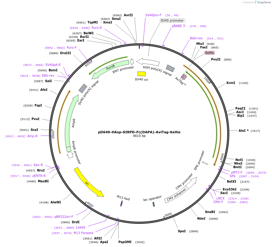 156563-plasmid-map-sequence-id-368734