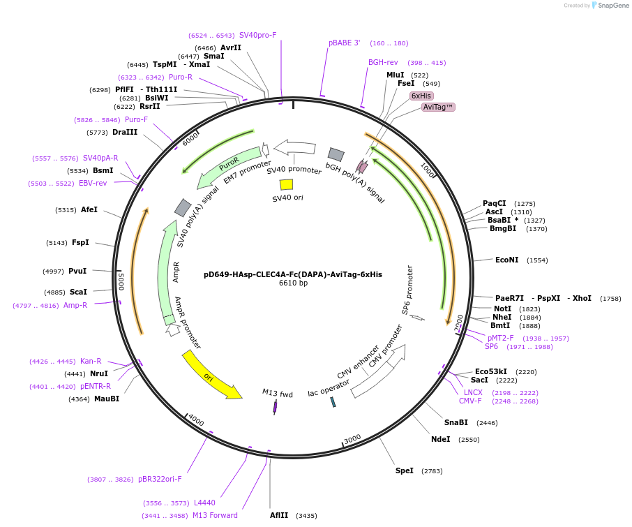 156564-plasmid-map-sequence-id-368735