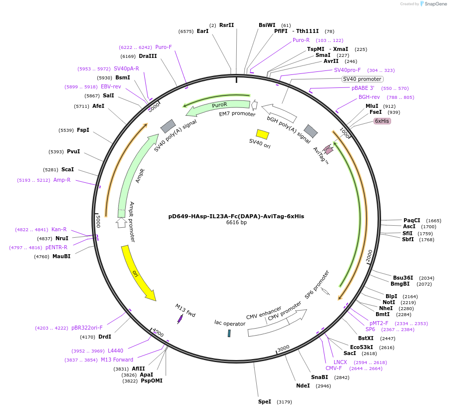 156566-plasmid-map-sequence-id-368737