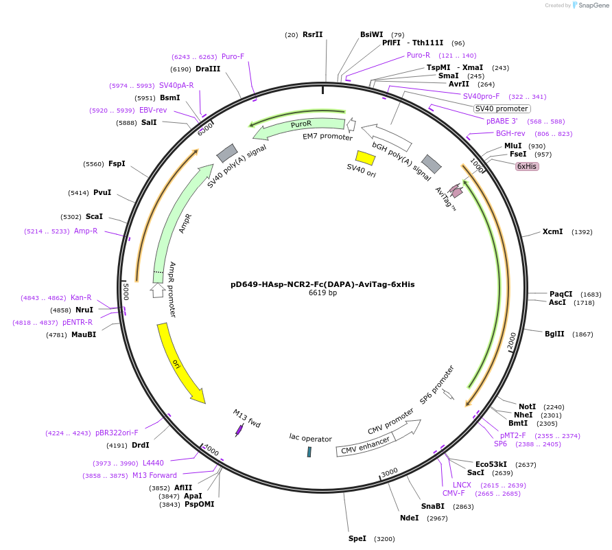 156567-plasmid-map-sequence-id-368738