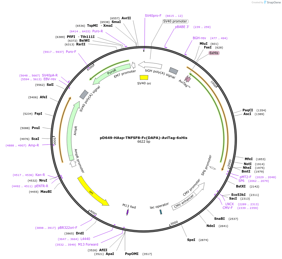 156570-plasmid-map-sequence-id-368741