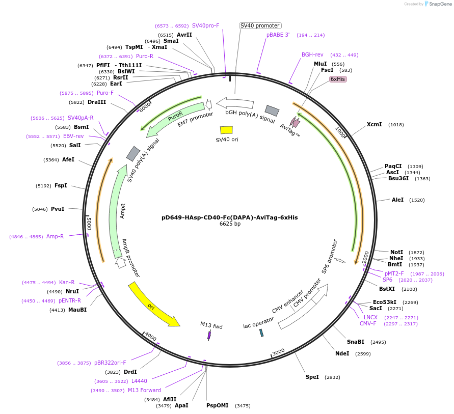 156572-plasmid-map-sequence-id-368743