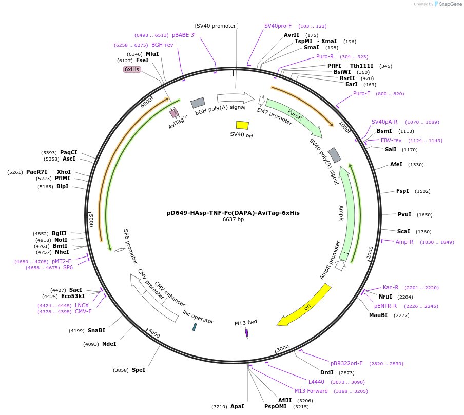 156575-plasmid-map-sequence-id-368746