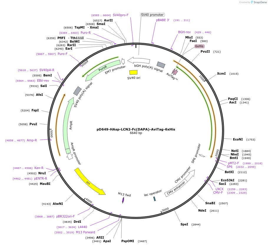 156576-plasmid-map-sequence-id-368747