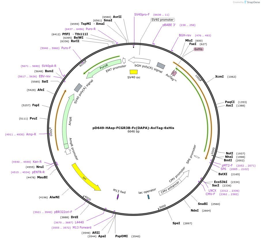 156579-plasmid-map-sequence-id-368750