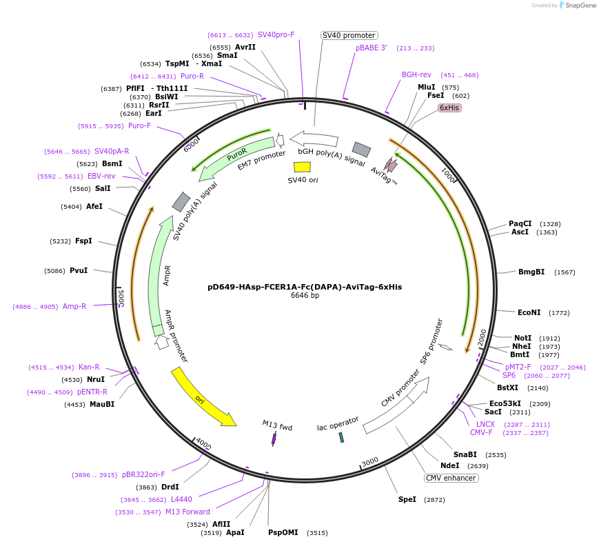 156580-plasmid-map-sequence-id-368751