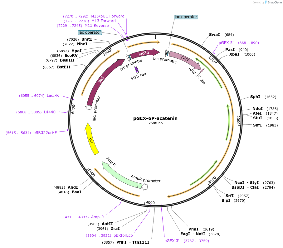 186458-plasmid-map-sequence-id-368775