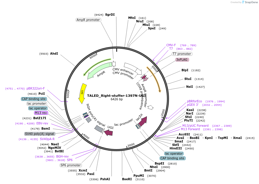 187173-plasmid-map-sequence-id-368777