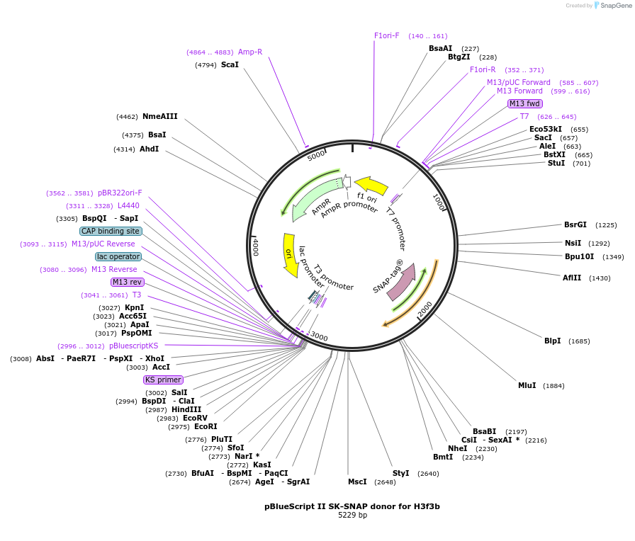 186933-plasmid-map-sequence-id-368779