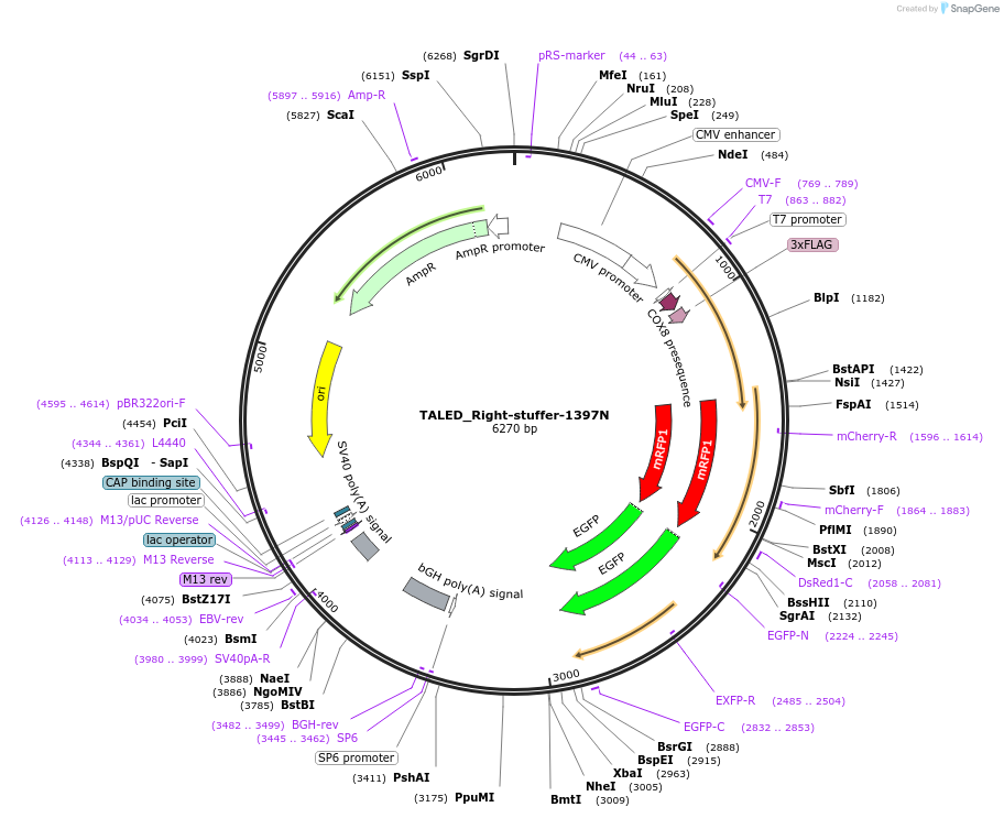 187172-plasmid-map-sequence-id-368781