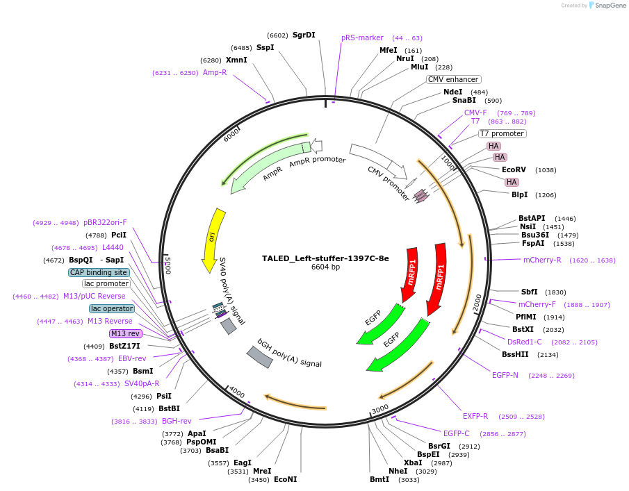 187169-plasmid-map-sequence-id-368787