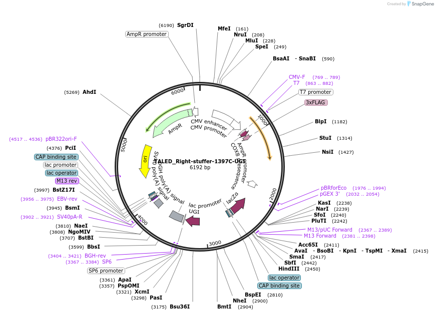 187171-plasmid-map-sequence-id-368789