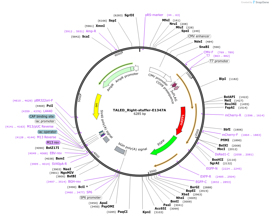 187164-plasmid-map-sequence-id-368791