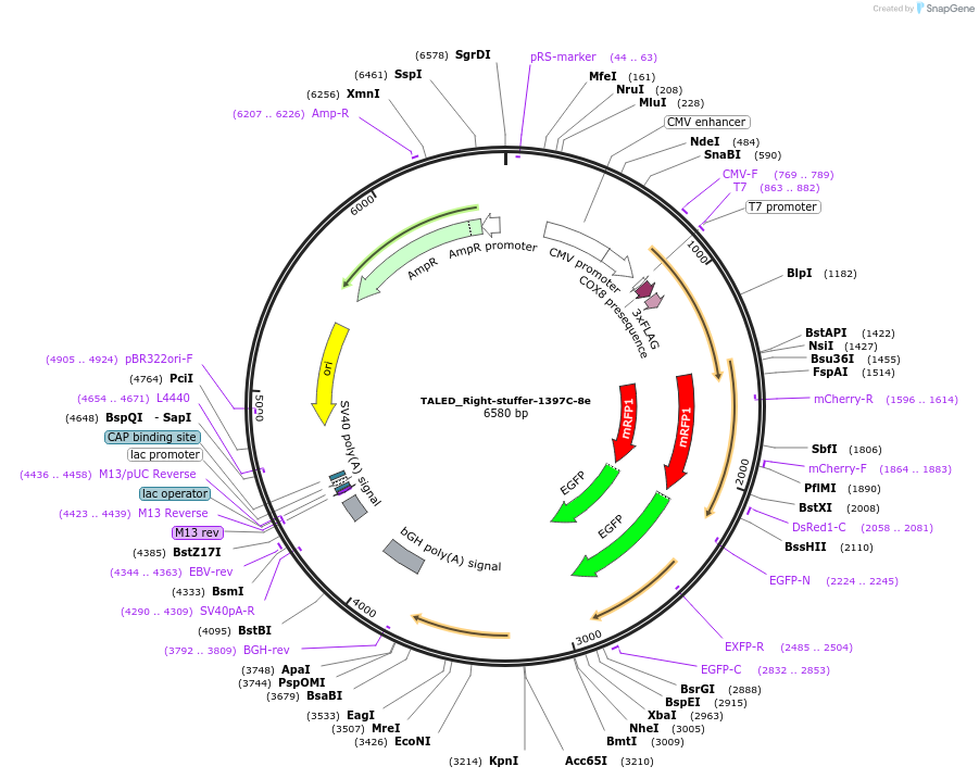 187170-plasmid-map-sequence-id-368792