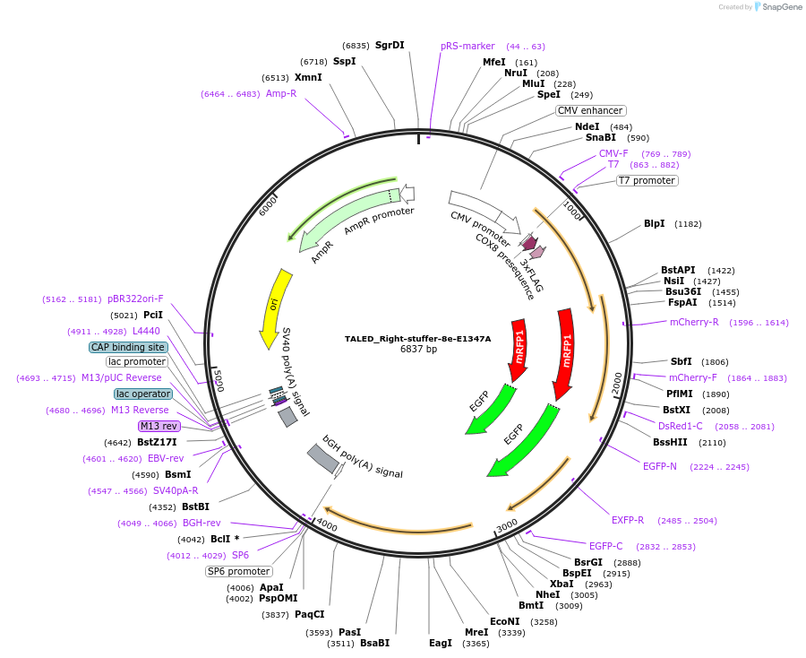 187166-plasmid-map-sequence-id-368793