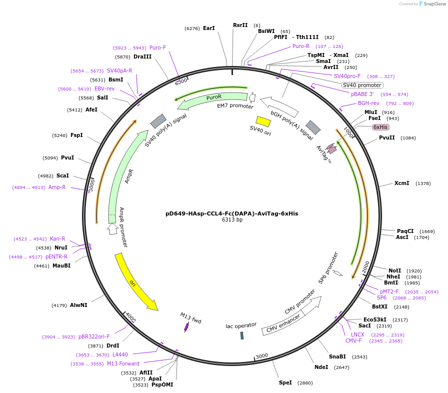 156489-plasmid-map-sequence-id-368811